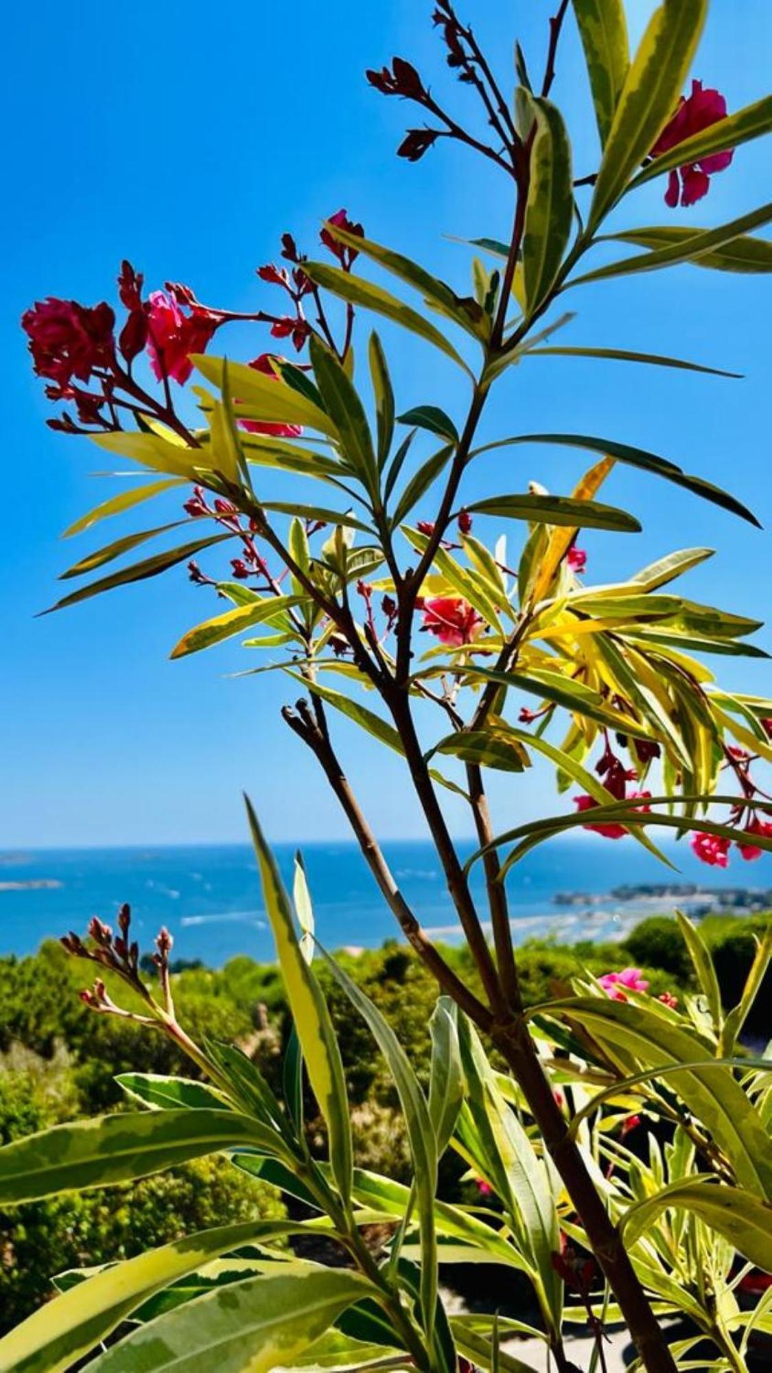 Vue Mer Imprenable Et Piscine Bandol Extérieur photo